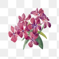 Pink flower png vintage hairy phlox sticker, transparent background