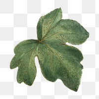 Watercolor leaf png Mexican fremontia sticker, transparent background