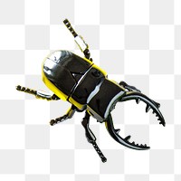 Winged beetle png toy, transparent background