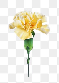 Yellow carnation flower png sticker, transparent background