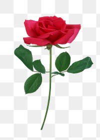 Red rose png sticker, transparent background