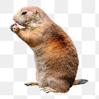 Mexican prairie dog png sticker, transparent background