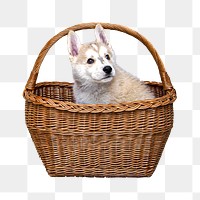 Swiss Shepherd dog png, transparent background