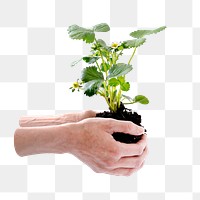 Hands cupping plant png, transparent background