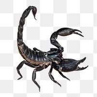 Black scorpion png sticker, transparent background