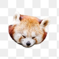 Red panda png sticker, animal transparent background