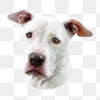 White pitbull dog png, transparent background