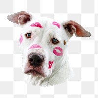 Pitbull dog with kisses png, transparent background