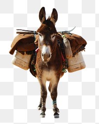 Donkey png animal, transparent background