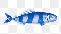 Vintage pilot fish png, transparent background