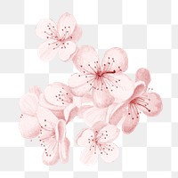 Japanese cherry blossom png flower, transparent background