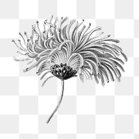 Blooming chrysanthemum flower png element, transparent background