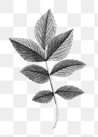 Vintage leaf branch png element, transparent background