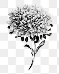 China aster flower png element, transparent background