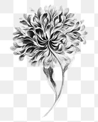 China aster flower png element, transparent background