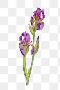  flower png element, transparent background