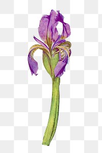 Purple iris flower png element, transparent background