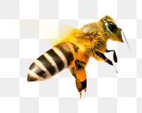 Bee flying png, design element, transparent background