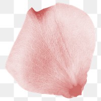 Pink flower petal png element, transparent background