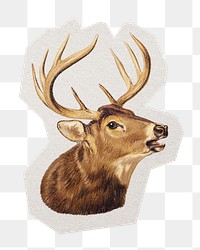 PNG deer sticker with white border, transparent background