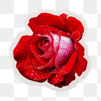 PNG red rose sticker with white border, transparent background