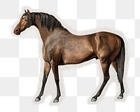 PNG horse sticker with white border, transparent background 