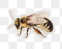 PNG vintage bee sticker with white border, transparent background 