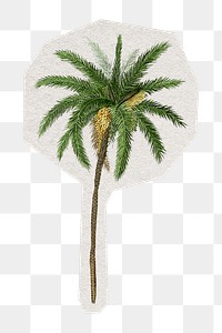 PNG vintage date palm tree sticker with white border, transparent background