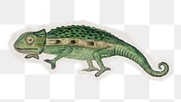 PNG Cape dwarf chameleon sticker with white border,  transparent background 