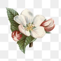 White vintage png flower illustration on transparent background