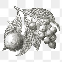 Loquat png vintage fruit illustration, transparent background