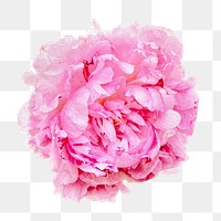 Romantic pink png flower, transparent background