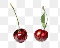 Vintage png cherry fruit illustration on transparent background