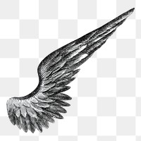 Angel's wing png, vintage illustration on transparent background. Remixed by rawpixel.