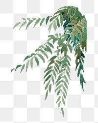 Green plant png watercolor illustration element, transparent background. Remixed from Gilbert Sackerman artwork, by rawpixel.