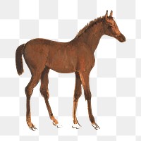 Horse foal png watercolor illustration element, transparent background. Remixed from Sawrey Gilpin artwork, by rawpixel.
