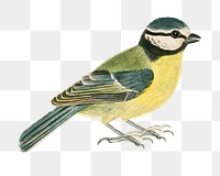 Blue tit bird png watercolor illustration element, transparent background. Remixed from James Sowerby artwork, by rawpixel.