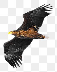 PNG eagle, collage element, transparent background