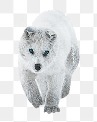 Fluffy dog png, design element, transparent background