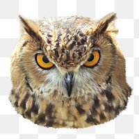 PNG owl, animal, collage element, transparent background