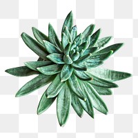 PNG succulent plant, collage element, transparent background