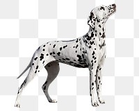 PNG dalmatian dog, collage element, transparent background