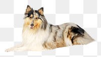 Collie dog png, design element, transparent background
