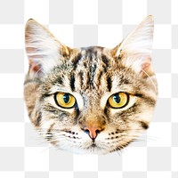 Tabby kitten png, isolated design, transparent background