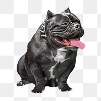 Smiling Bulldog png, design element, transparent background