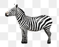 African zebra png, design element, transparent background