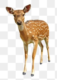 Deer png collage element, transparent background