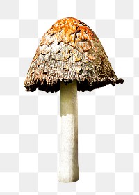 Shaggy mane png, food mushroom, transparent background