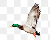 Mallard duck png, transparent background