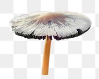 Mushroom png collage element on transparent background